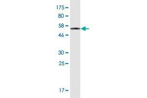 Western Blot detection against Immunogen (50. (ATP6V1E1 Antikörper  (AA 1-226))