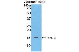 Western Blotting (WB) image for anti-Tachykinin 3 (TAC3) (AA 23-121) antibody (ABIN1174335) (Tachykinin 3 Antikörper  (AA 23-121))