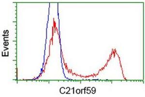 HEK293T cells transfected with either RC200169 overexpress plasmid (Red) or empty vector control plasmid (Blue) were immunostained by anti-C21orf59 antibody (ABIN2452868), and then analyzed by flow cytometry. (C21orf59 Antikörper)
