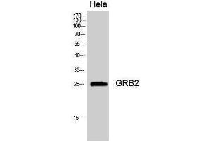 Western Blotting (WB) image for anti-Growth Factor Receptor-Bound Protein 2 (GRB2) (Internal Region) antibody (ABIN3184932) (GRB2 Antikörper  (Internal Region))