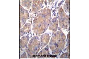 HSP90B1 Antibody (Center) (ABIN655868 and ABIN2845274) immunohistochemistry analysis in formalin fixed and paraffin embedded human stomach tissue followed by peroxidase conjugation of the secondary antibody and DAB staining. (GRP94 Antikörper  (AA 460-487))