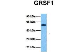 Western Blotting (WB) image for anti-G-Rich RNA Sequence Binding Factor 1 (GRSF1) (Middle Region) antibody (ABIN2778788)