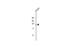 Anti-PTTG2 Antibody (Center) at 1:2000 dilution + human liver lysate Lysates/proteins at 20 μg per lane. (PTTG2 Antikörper  (AA 56-84))