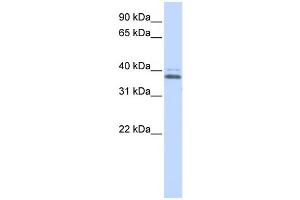 Western Blotting (WB) image for anti-ERGIC and Golgi 2 (ERGIC2) antibody (ABIN2458373) (ERGIC2 Antikörper)