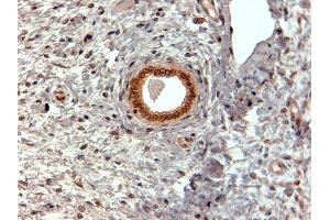 ABIN185491 (2µg/ml) staining of paraffin embedded Human Uterus. (CBX5 Antikörper  (Internal Region))