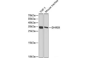 Western blot analysis of extracts of various cell lines using DHRS9 Polyclonal Antibody at dilution of 1:1000. (DHRS9 Antikörper)