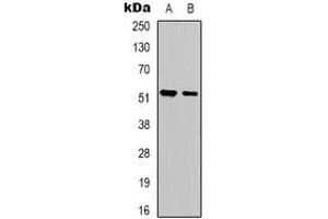 Western blot analysis of Serpin A1 expression in HepG2 (A), NIH3T3 (B) whole cell lysates.