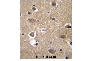 MRPL9 Antibody (N-term) (ABIN656965 and ABIN2846149) immunohistochemistry analysis in formalin fixed and paraffin embedded human brain tissue followed by peroxidase conjugation of the secondary antibody and DAB staining. (MRPL9 Antikörper  (N-Term))