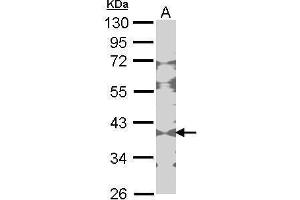 WB Image Sample (30 ug of whole cell lysate) A: NIH-3T3 10% SDS PAGE Creatine Kinase BB antibody antibody diluted at 1:1000 (CKB Antikörper)
