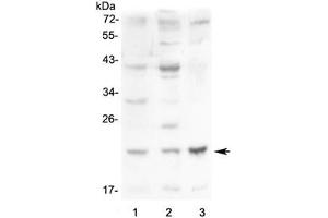 Western blot testing of 1) mouse small intestine, 2) mouse kidney and 3) mouse Neuro-2a lysate with Leptin antibody at 0. (Leptin Antikörper  (AA 22-167))