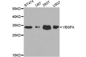 Western blot analysis of extracts of various cell lines, using VEGFA antibody. (VEGFA Antikörper)