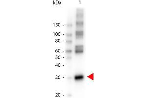 Western Blot of Peroxidase conjugated Rabbit anti-L-ASPARAGINASE antibody. (ASRGL1 Antikörper  (HRP))