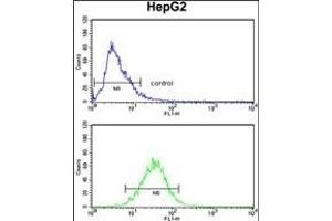 T Antibody (N-term) (ABIN390700 and ABIN2840986) flow cytometry analysis of HepG2 cells (bottom histogr) compared to a negative control cell (top histogr).