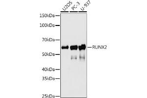 Western blot analysis of extracts of various cell lines, using RUNX2 antibody (ABIN7270117) at 1:500 dilution. (RUNX2 Antikörper)