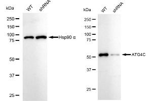 Western blotting analysis using ATG4C antibody (ABIN7797712). (Rekombinanter ATG4C Antikörper)