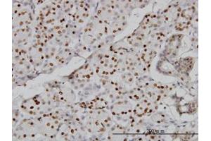 Image no. 1 for anti-Cytidine Monophosphate N-Acetylneuraminic Acid Synthetase (CMAS) (AA 164-264) antibody (ABIN466224) (CMAS Antikörper  (AA 164-264))