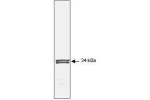 Image no. 1 for anti-Cyclin-Dependent Kinase 1 (CDK1) antibody (ABIN199903) (CDK1 Antikörper)