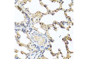 Immunohistochemistry of paraffin-embedded rat lung using PIP antibody (ABIN6131693, ABIN6145670, ABIN6145672 and ABIN6222022) at dilution of 1:100 (40x lens). (PIP Antikörper  (AA 29-146))