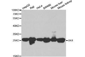 Western blot analysis of extracts of various cell lines, using AK4 antibody (ABIN6290046) at 1:1000 dilution. (AK4 Antikörper)