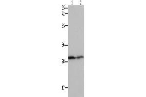 Western Blotting (WB) image for anti-14-3-3 alpha + beta (YWHAB) antibody (ABIN2431696) (YWHAB Antikörper)