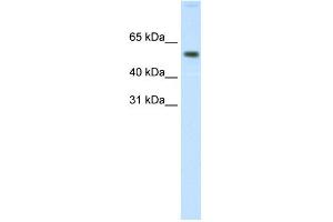 WB Suggested Anti-AKT1 Antibody Titration: 0. (AKT1 Antikörper  (N-Term))
