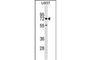 Western blot analysis in U937 cell line lysates (35ug/lane). (CERCAM Antikörper  (C-Term))