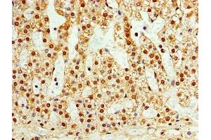 Immunohistochemistry of paraffin-embedded human adrenal gland tissue using ABIN7171562 at dilution of 1:100 (TAF1C Antikörper  (AA 70-320))