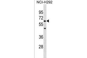 ZRSR1 Antibody (C-term) (ABIN1537225 and ABIN2838305) western blot analysis in NCI- cell line lysates (35 μg/lane). (ZRSR1 Antikörper  (C-Term))