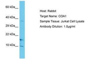 Image no. 1 for anti-UBX Domain Protein 11 (UBXN11) (C-Term) antibody (ABIN6750641) (UBXN11 Antikörper  (C-Term))