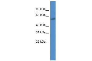 Western Blot showing CYP7B1 antibody used at a concentration of 1 ug/ml against 721_B Cell Lysate (CYP7B1 Antikörper  (C-Term))