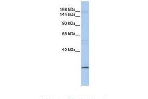 Image no. 1 for anti-Ubiquitin Protein Ligase E3 Component N-Recognin 2 (UBR2) (C-Term) antibody (ABIN6739164) (UBR2 Antikörper  (C-Term))