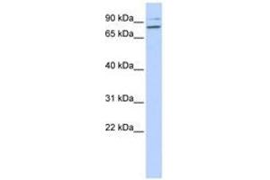 Image no. 1 for anti-phospholipase C, delta 1 (PLCD1) (AA 143-192) antibody (ABIN6741395) (PLCD1 Antikörper  (AA 143-192))