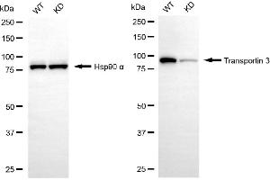 Western blotting analysis using transportin 3 antibody (ABIN7800624). (Rekombinanter Transportin 3 Antikörper)