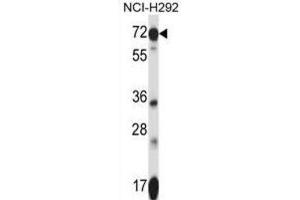Western Blotting (WB) image for anti-Solute Carrier Family 41, Member 2 (SLC41A2) antibody (ABIN2997566) (SLC41A2 Antikörper)