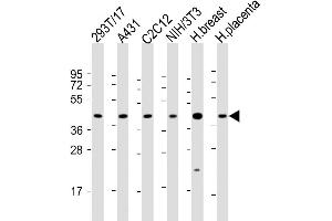 All lanes : Anti-ERLIN2 Antibody (C-term) at 1:2000 dilution Lane 1: 293T/17 whole cell lysate Lane 2: A431 whole cell lysate Lane 3: C2C12 whole cell lysate Lane 4: NIH/3T3 whole cell lysate Lane 5: human breast lysate Lane 6: human placenta lysate Lysates/proteins at 20 μg per lane. (ERLIN2 Antikörper  (C-Term))