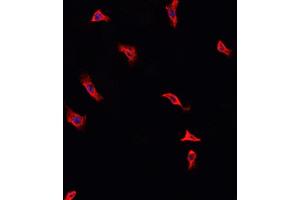 ABIN6268986 staining HeLa cells by IF/ICC. (Annexin A2 Antikörper  (pSer26))