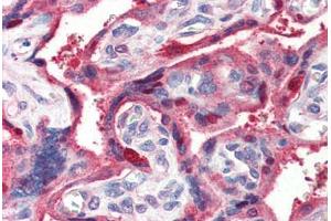 Human Placenta (formalin-fixed, paraffin-embedded) stained with GHRL antibody ABIN364403 at 2 ug/ml followed by biotinylated anti-goat IgG secondary antibody ABIN481715, alkaline phosphatase-streptavidin and chromogen. (GHRL Antikörper  (AA 103-117))