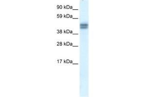 Western Blotting (WB) image for anti-SAP30 Binding Protein (SAP30BP) antibody (ABIN2460912) (SAP30BP Antikörper)