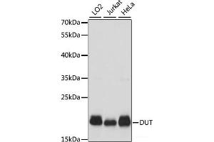 Western blot analysis of extracts of various cell lines using DUT Polyclonal Antibody at dilution of 1:1000. (Deoxyuridine Triphosphatase (DUT) Antikörper)
