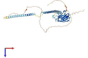 SPAG4 Protein (AA 1-443) (His tag)