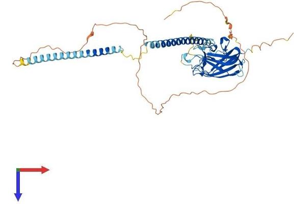 SPAG4 Protein (AA 1-443) (His tag)
