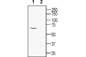 Western blot analysis of mouse brain lysates: 1. (Synaptotagmin I (SYT1) Peptid)