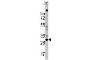 Western blot analysis of CDC2 polyclonal antibody  in 293 cell line lysates (35 ug/lane). (CDK1 Antikörper  (N-Term))