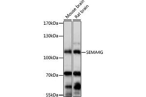 Western blot analysis of extracts of various cell lines, using SEMA4G antibody (ABIN6293677) at 1:1000 dilution.