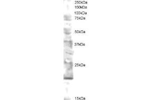 ABIN184736 staining (0. (UBE2V2 Antikörper  (N-Term))