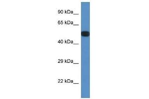 Western Blot showing Ppp2r5e antibody used at a concentration of 1. (PPP2R5E Antikörper  (N-Term))