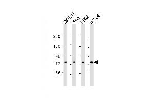 All lanes : Anti-NDC80 Antibody (C-Term) at 1:2000 dilution Lane 1: 293T/17 whole cell lysate Lane 2: Hela whole cell lysate Lane 3: K562 whole cell lysate Lane 4: U-2 OS whole cell lysate Lysates/proteins at 20 μg per lane. (NDC80 Antikörper  (AA 508-539))