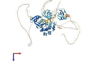 DCLK2 Protein (AA 1-766) (His tag)
