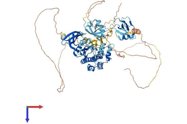 DCLK2 Protein (AA 1-766) (His tag)