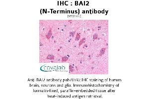 Image no. 1 for anti-Brain-Specific Angiogenesis Inhibitor 2 (BAI2) (Extracellular Domain), (N-Term) antibody (ABIN1732204) (BAI2 Antikörper  (Extracellular Domain, N-Term))